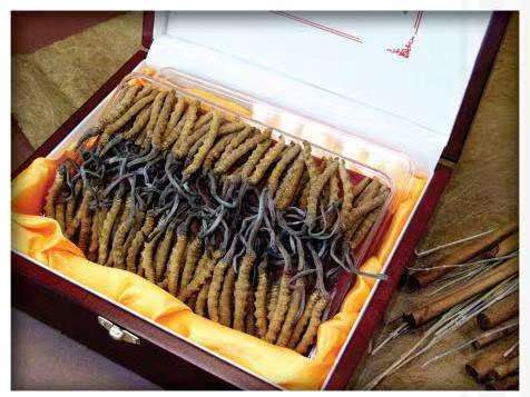 云安冬虫夏草回收